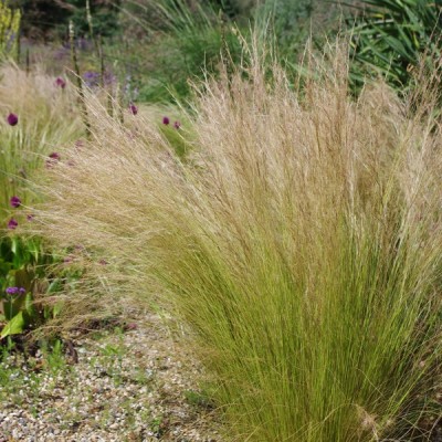 Stipa tenuissima Pony Tails (Iarba mexicana-Coada de ponei) C1.5